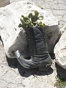Indigenous Texas Cactus